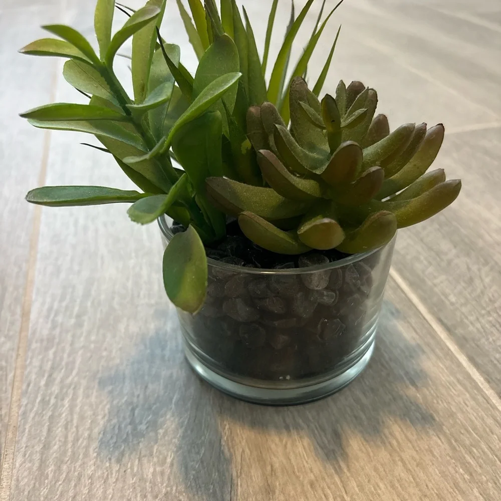Green Succulent Arrangement in Glass Vase